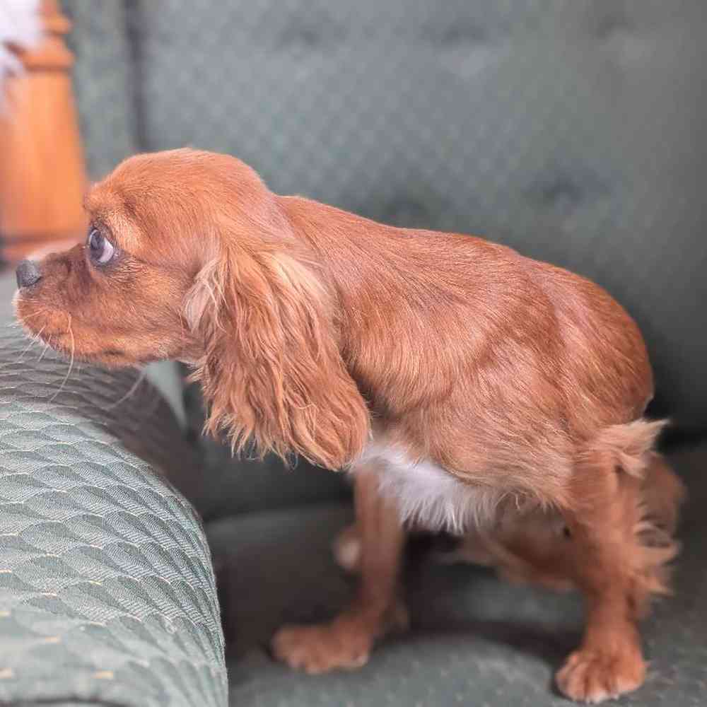 carousel pet images