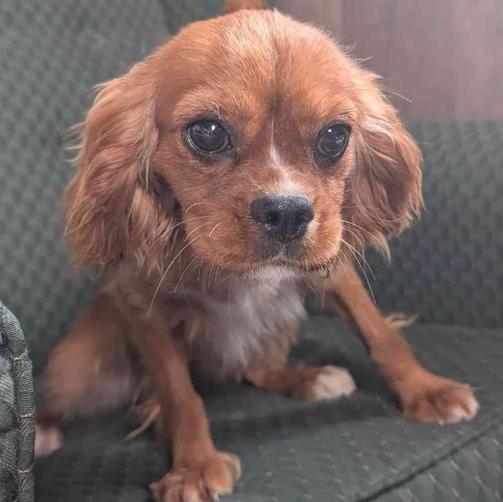 Female Cavalier King Charles Spaniel Puppy for Sale in Bloomington, IN