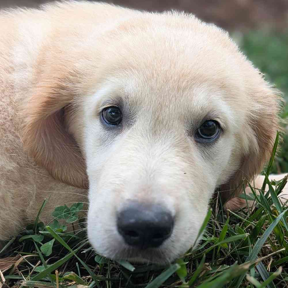Male Golden Retriever Puppy for Sale in Bloomington, IN