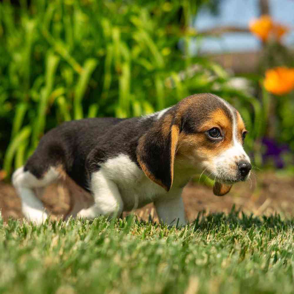 carousel pet images