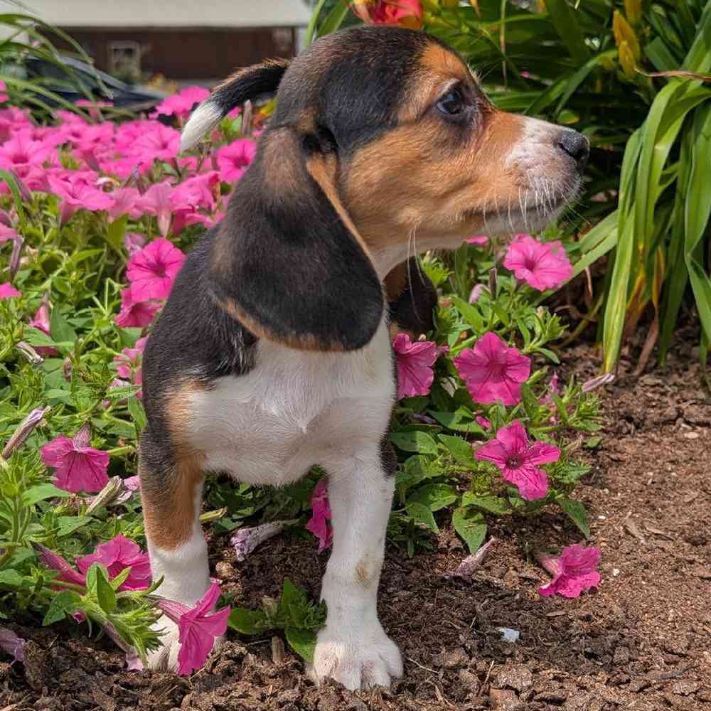 carousel pet images
