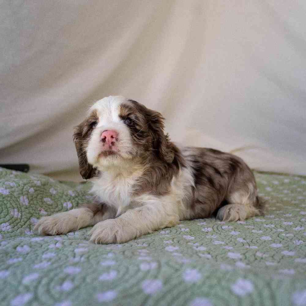 carousel pet images