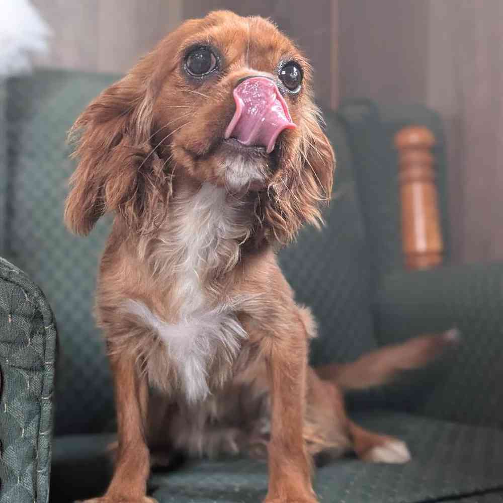 carousel pet images