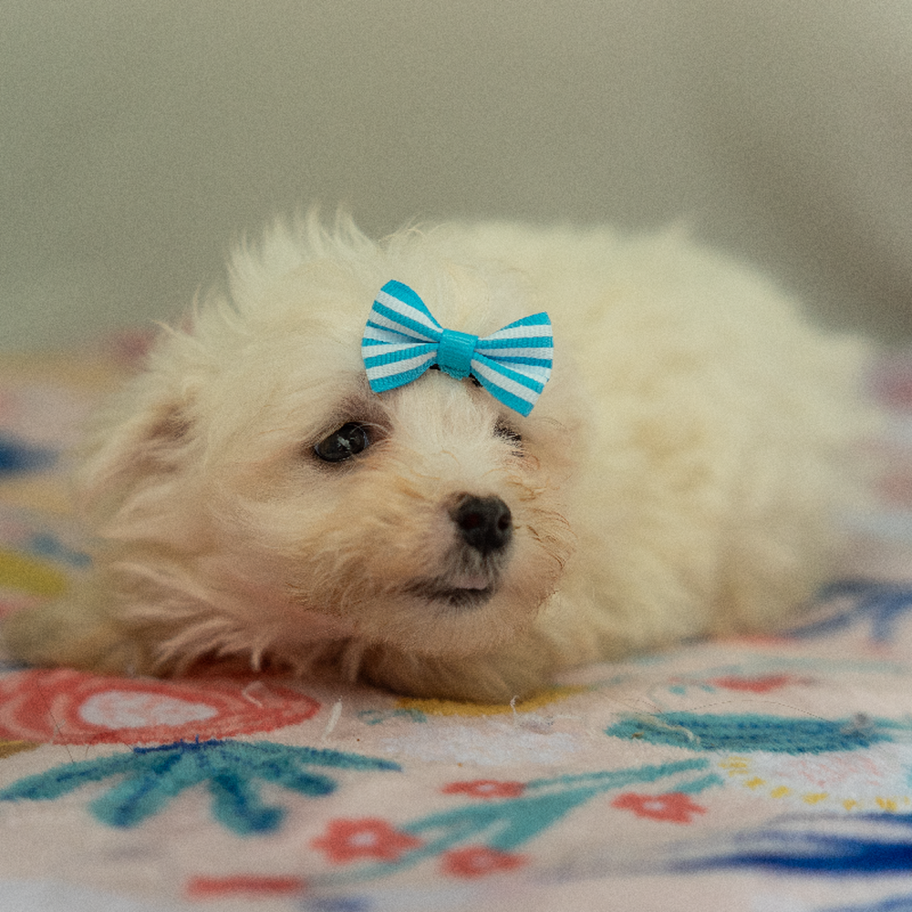 carousel pet images