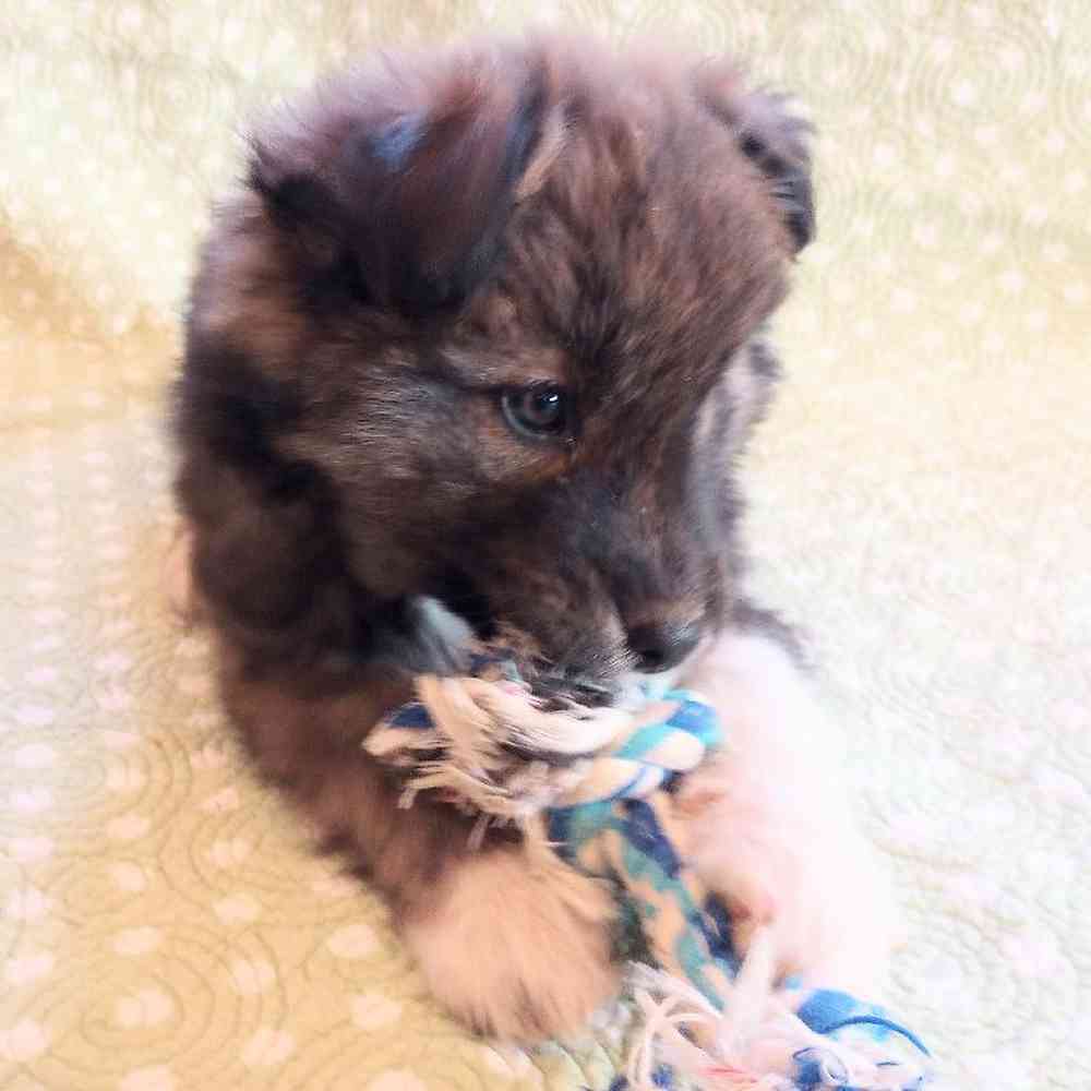 carousel pet images