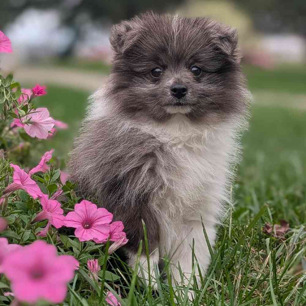 carousel pet images