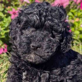 Poodle Toy