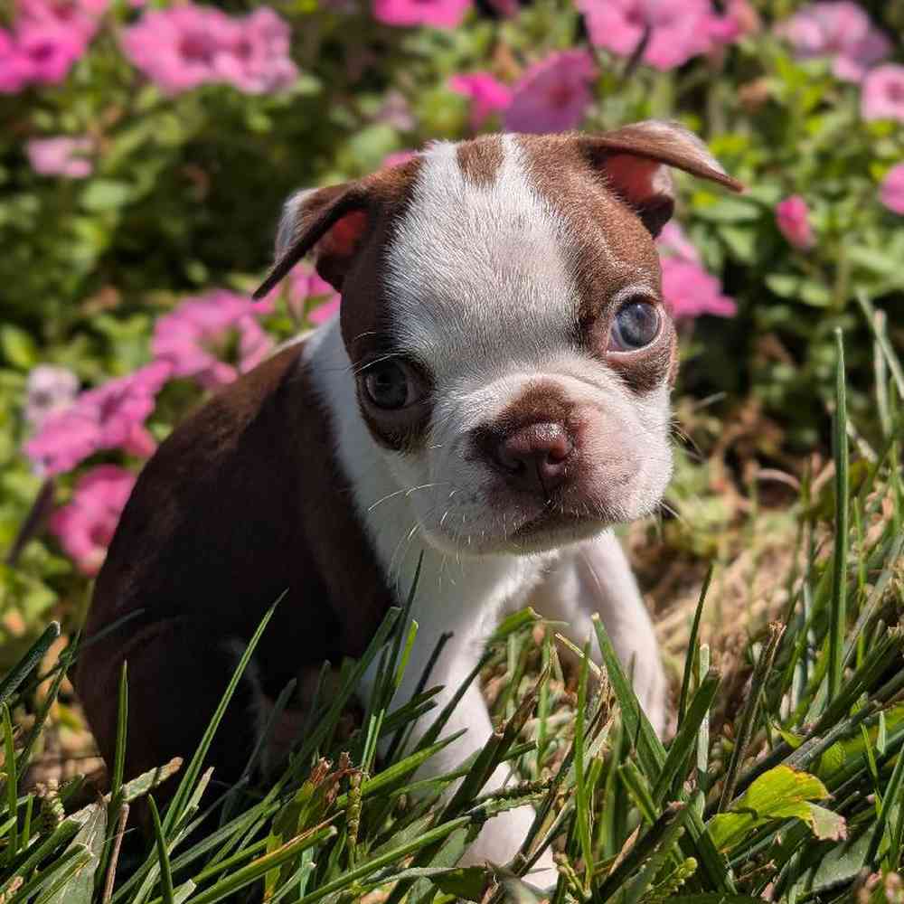 carousel pet images