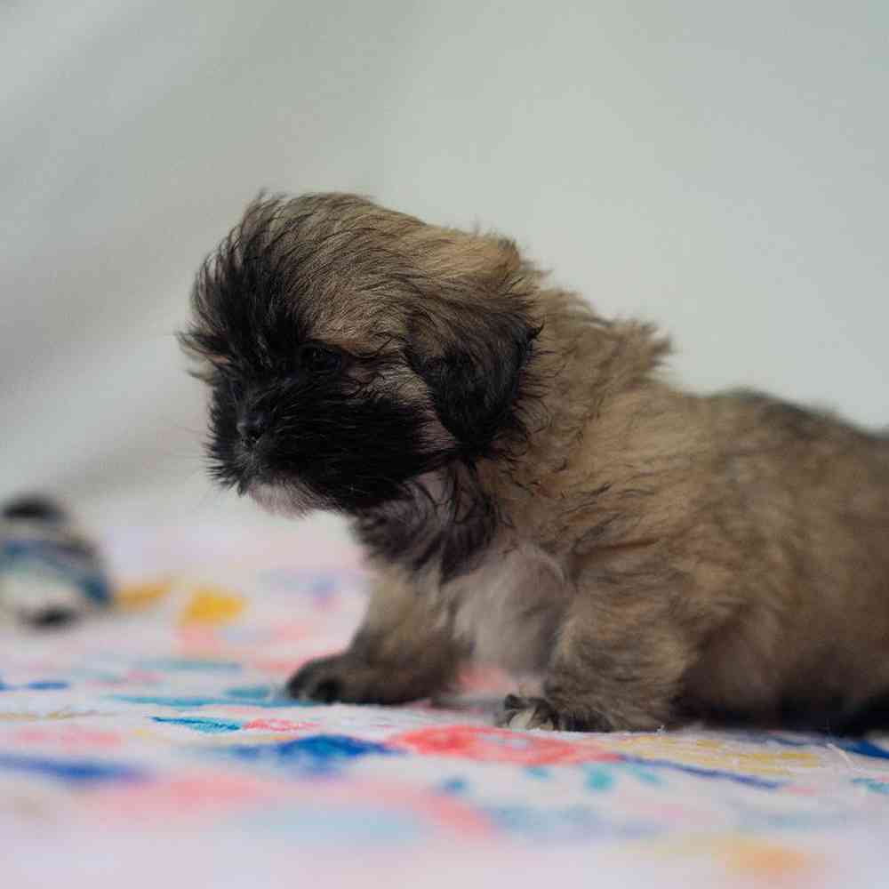 carousel pet images