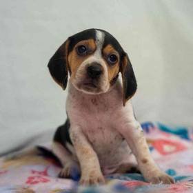 Beagle