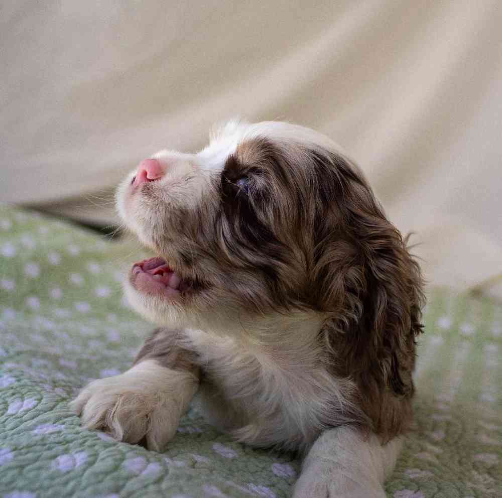 carousel pet images