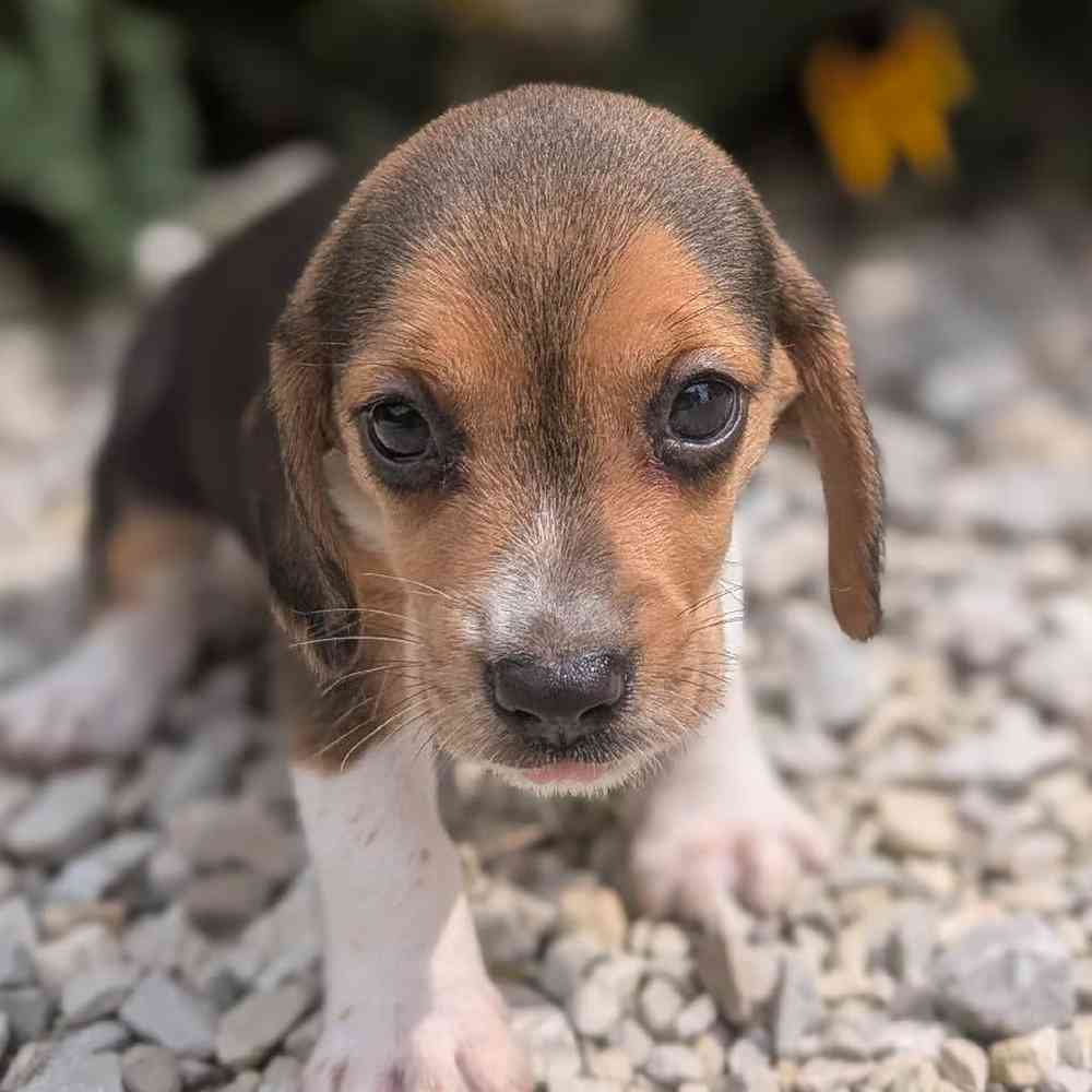 Female Beagle Puppy for Sale in Bloomington, IN