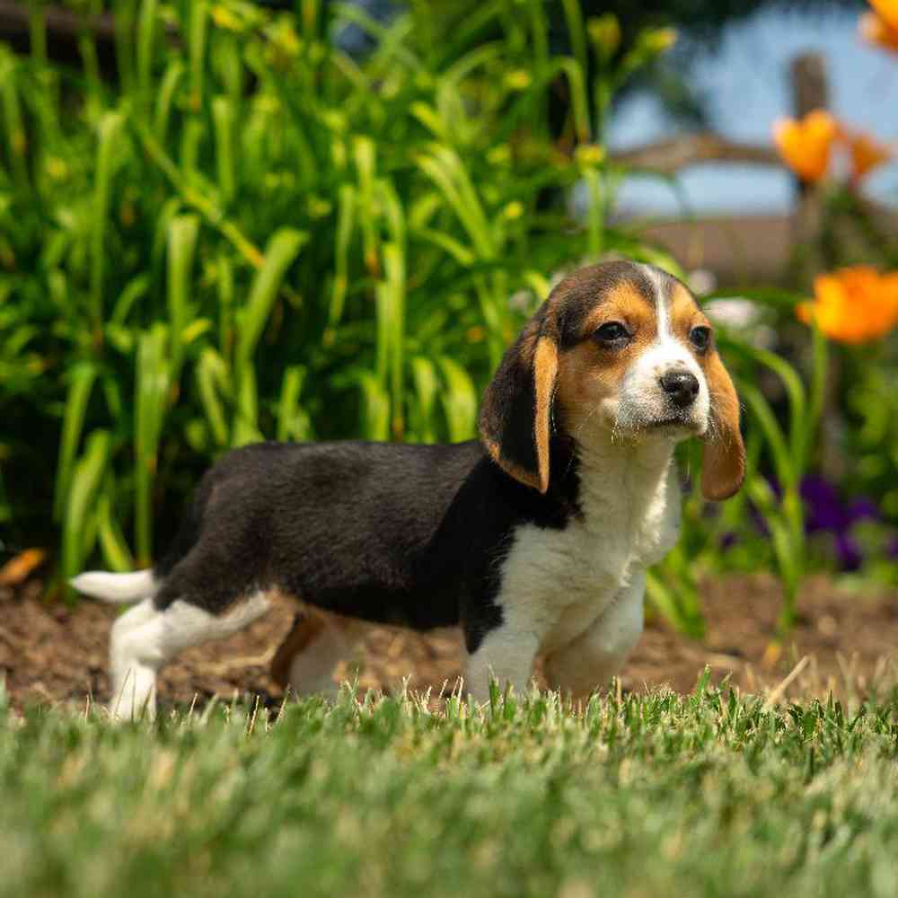 carousel pet images