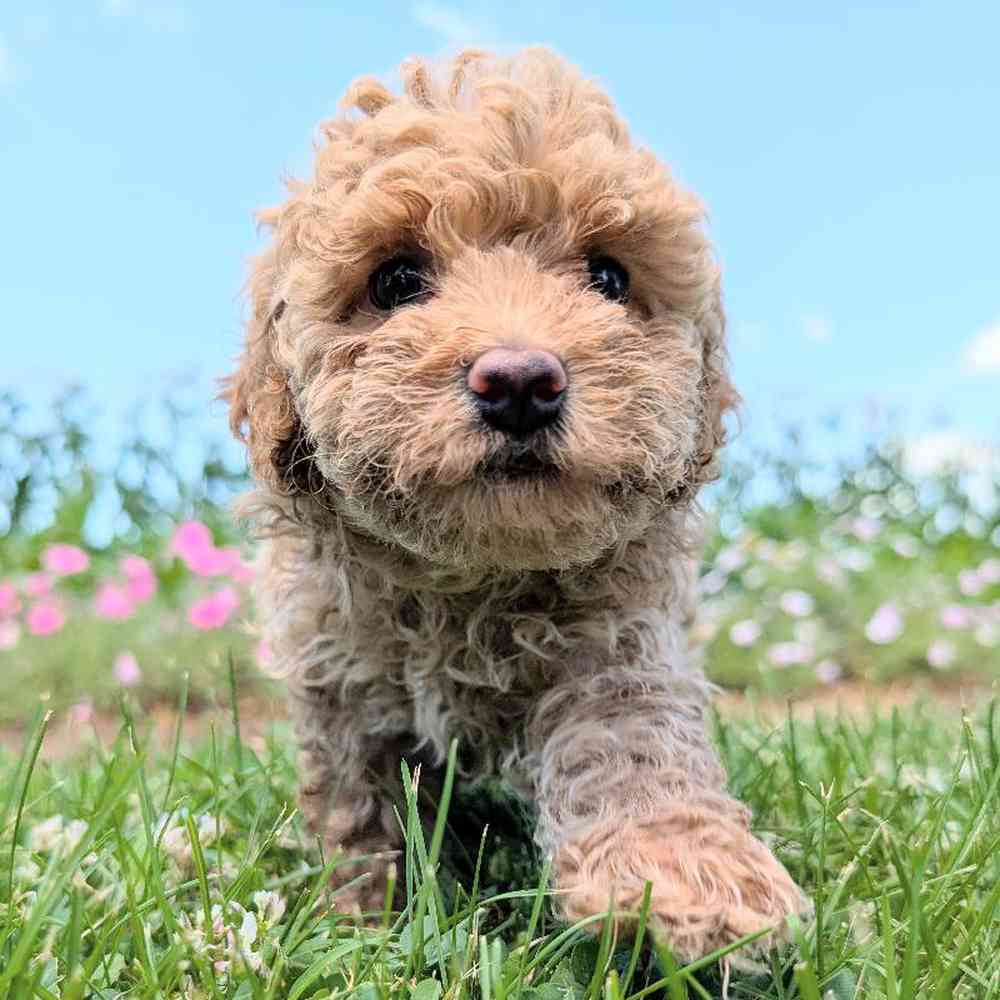 carousel pet images