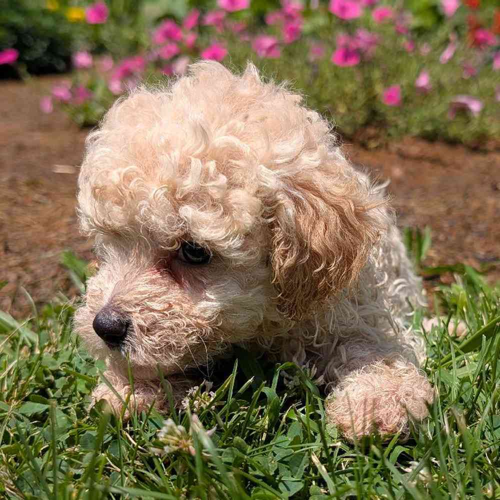 carousel pet images