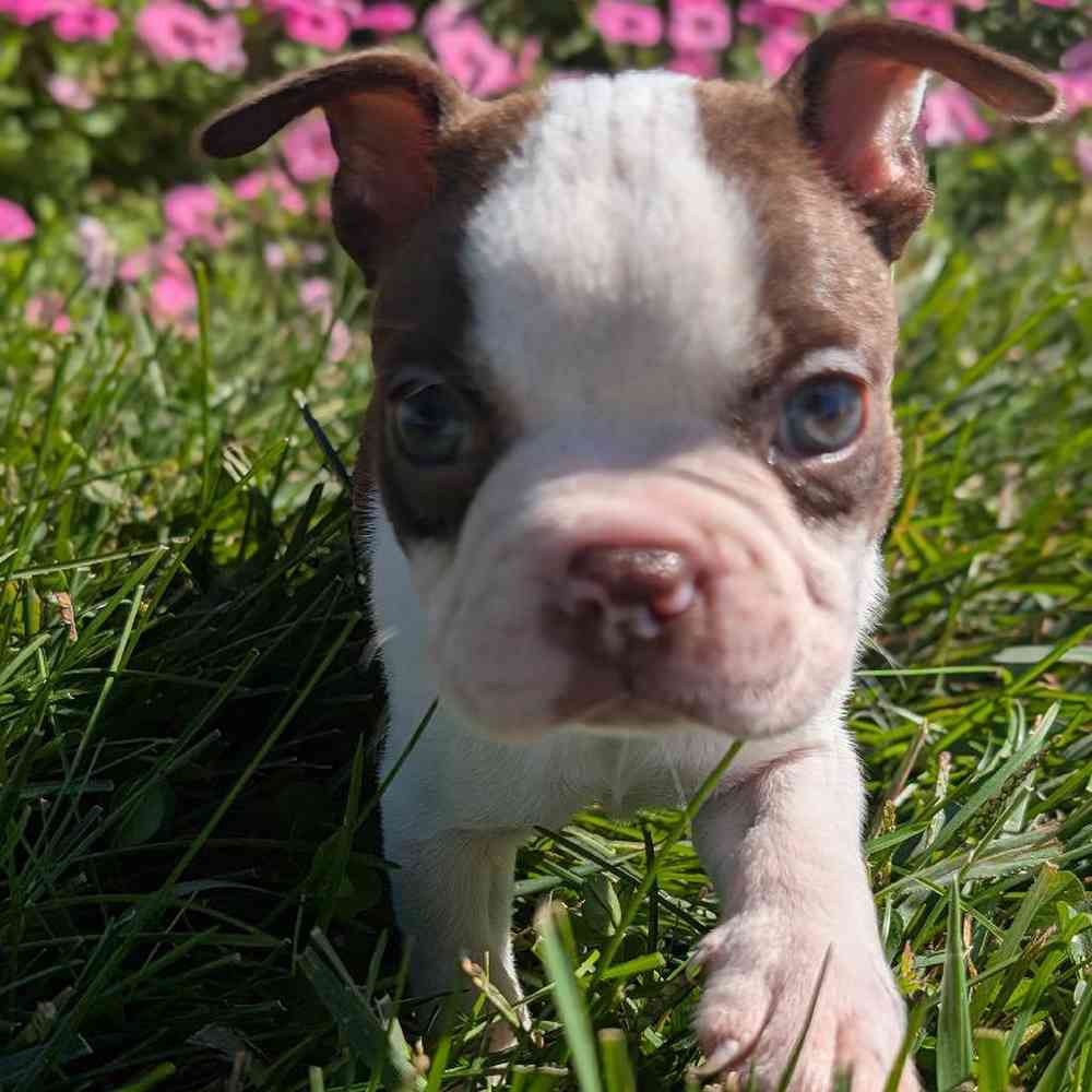 carousel pet images