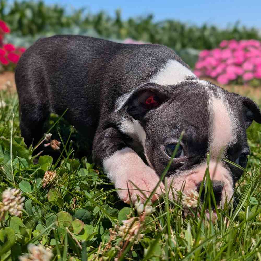 carousel pet images