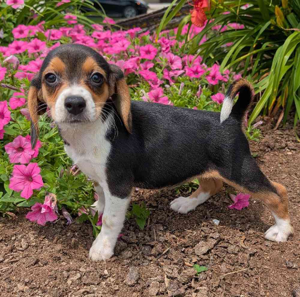 carousel pet images