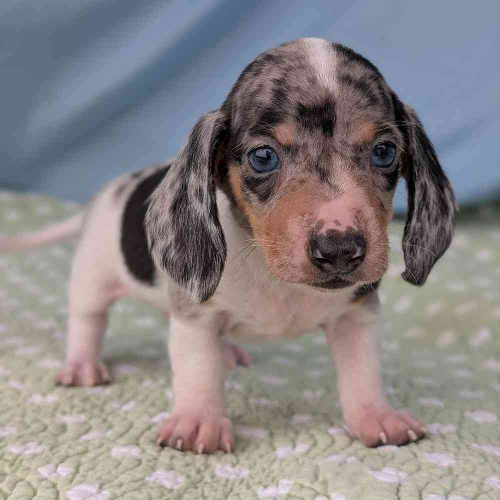Male Mini Dachshund Puppy for Sale in Bloomington, IN