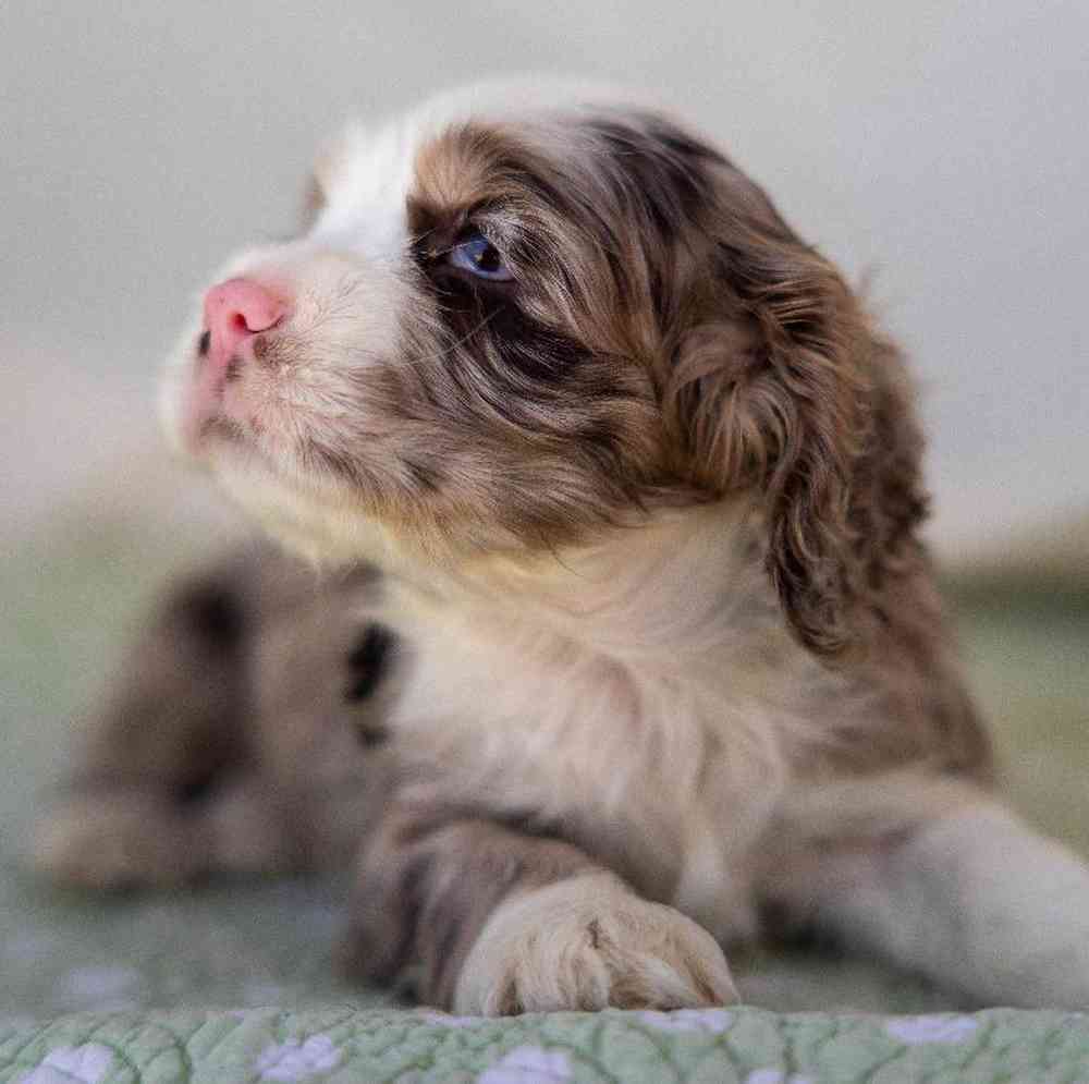 carousel pet images
