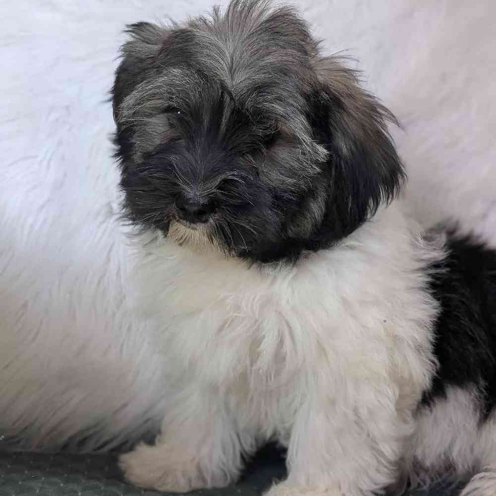 Male Havanese Puppy for Sale in Bloomington, IN