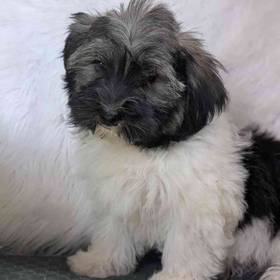 Havanese