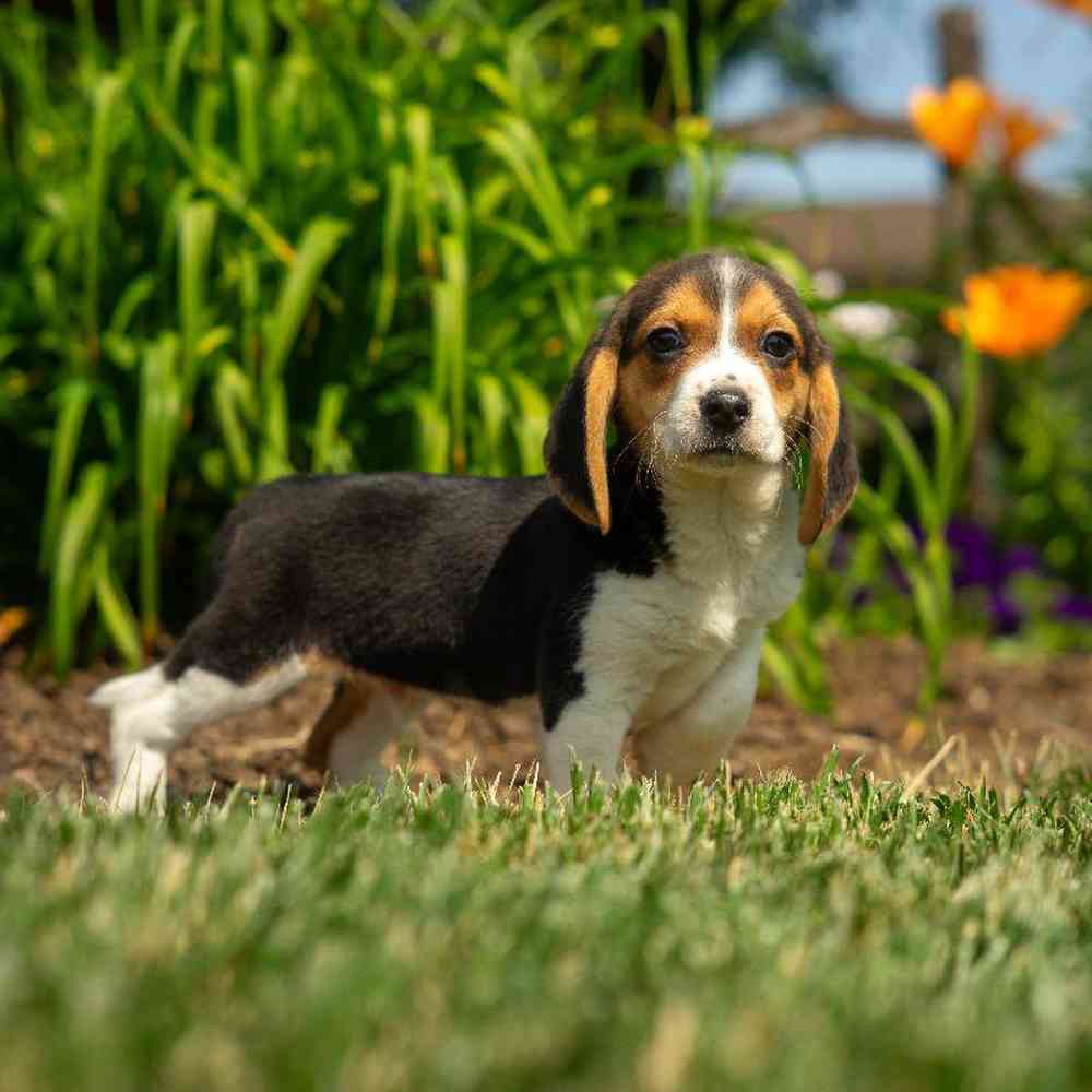pet-img