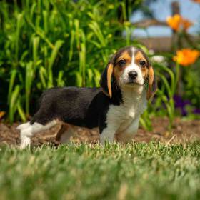 Beagle