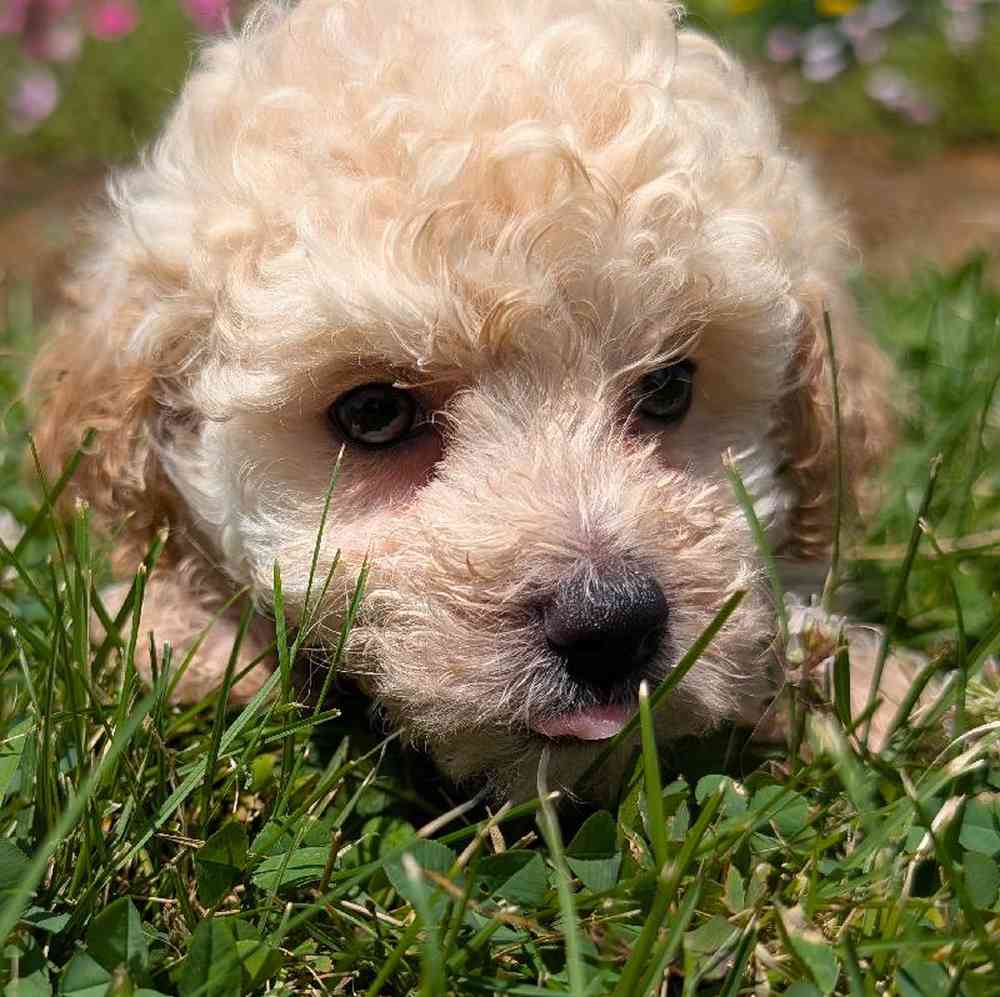 carousel pet images
