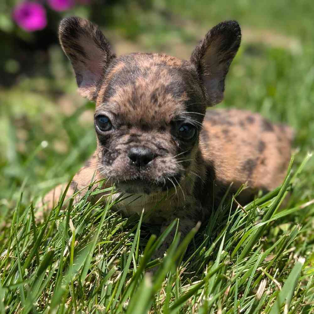 Male French Bulldog Puppy for Sale in Bloomington, IN