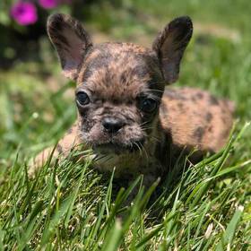 French Bulldog