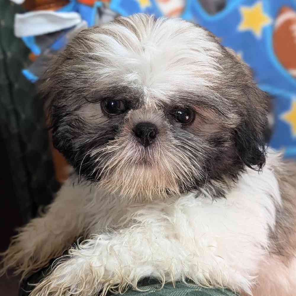 Male Shih Tzu Puppy for Sale in Bloomington, IN
