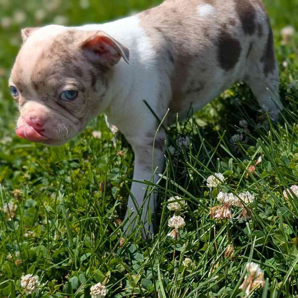 carousel pet images