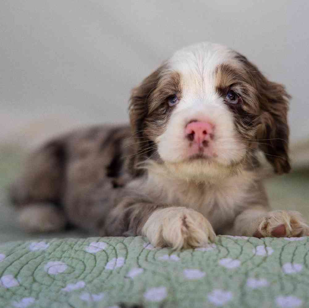 carousel pet images