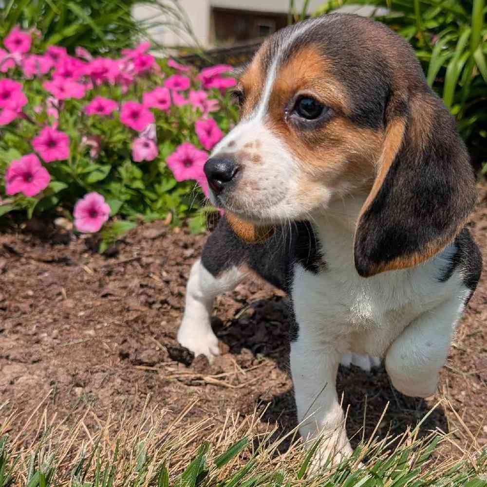 carousel pet images