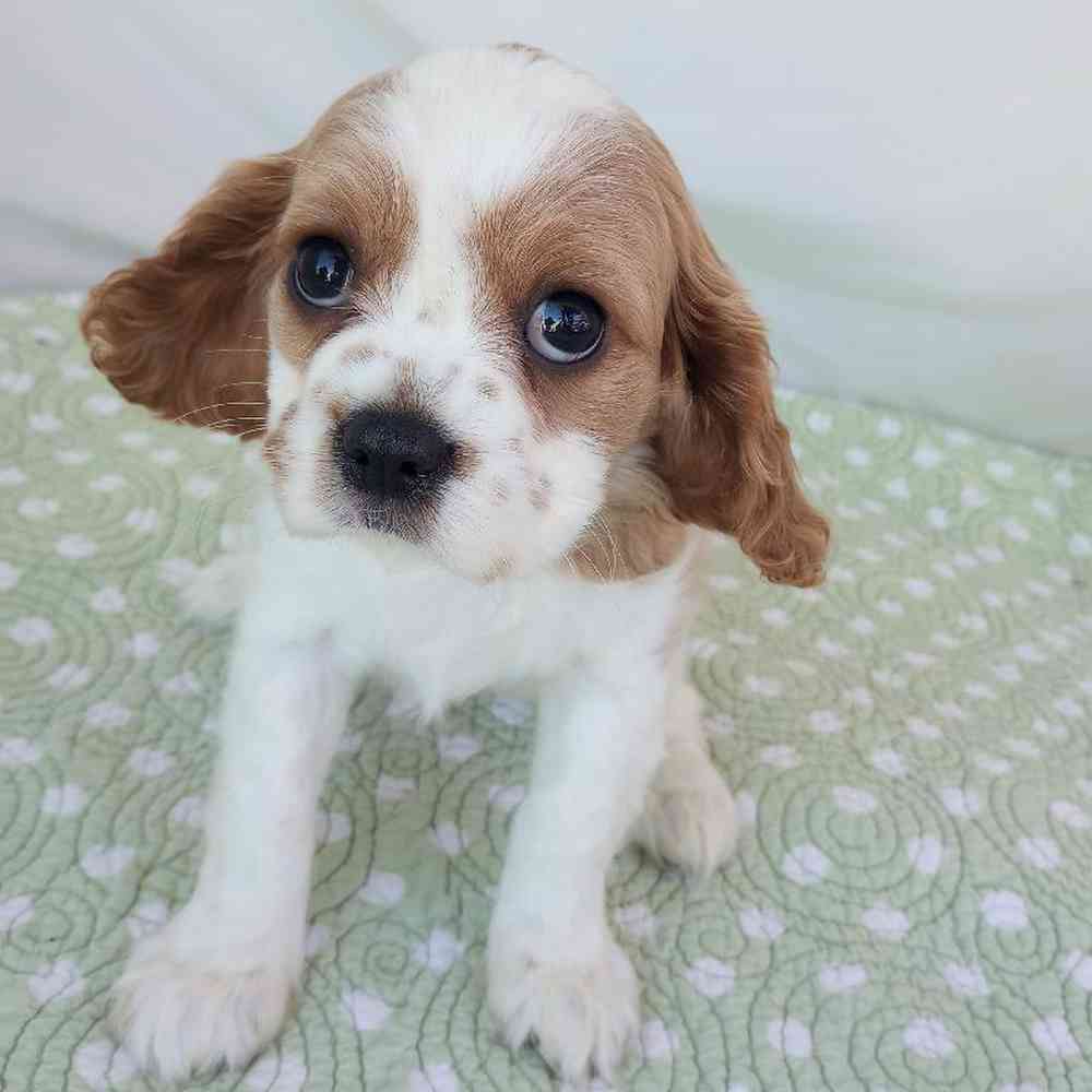 pet-img