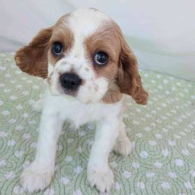 Cavalier King Charles Spaniel