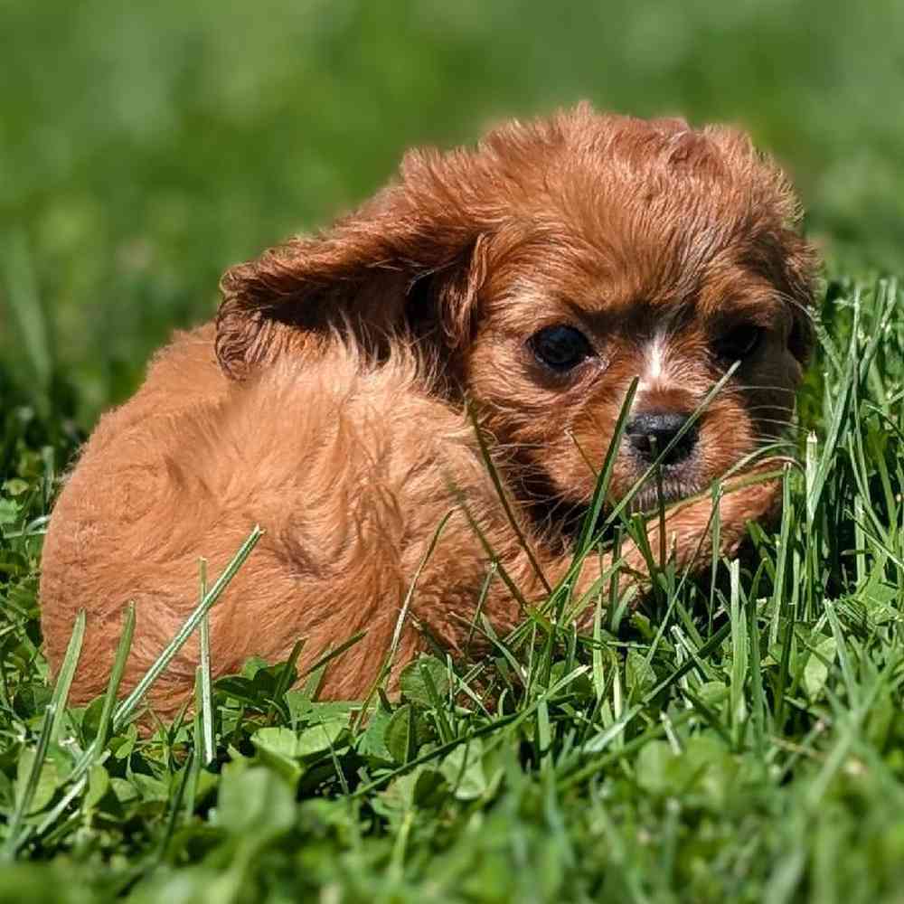 carousel pet images