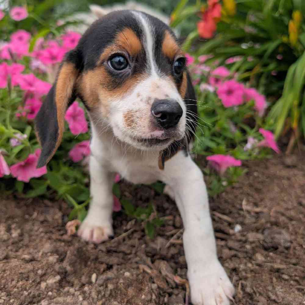 carousel pet images