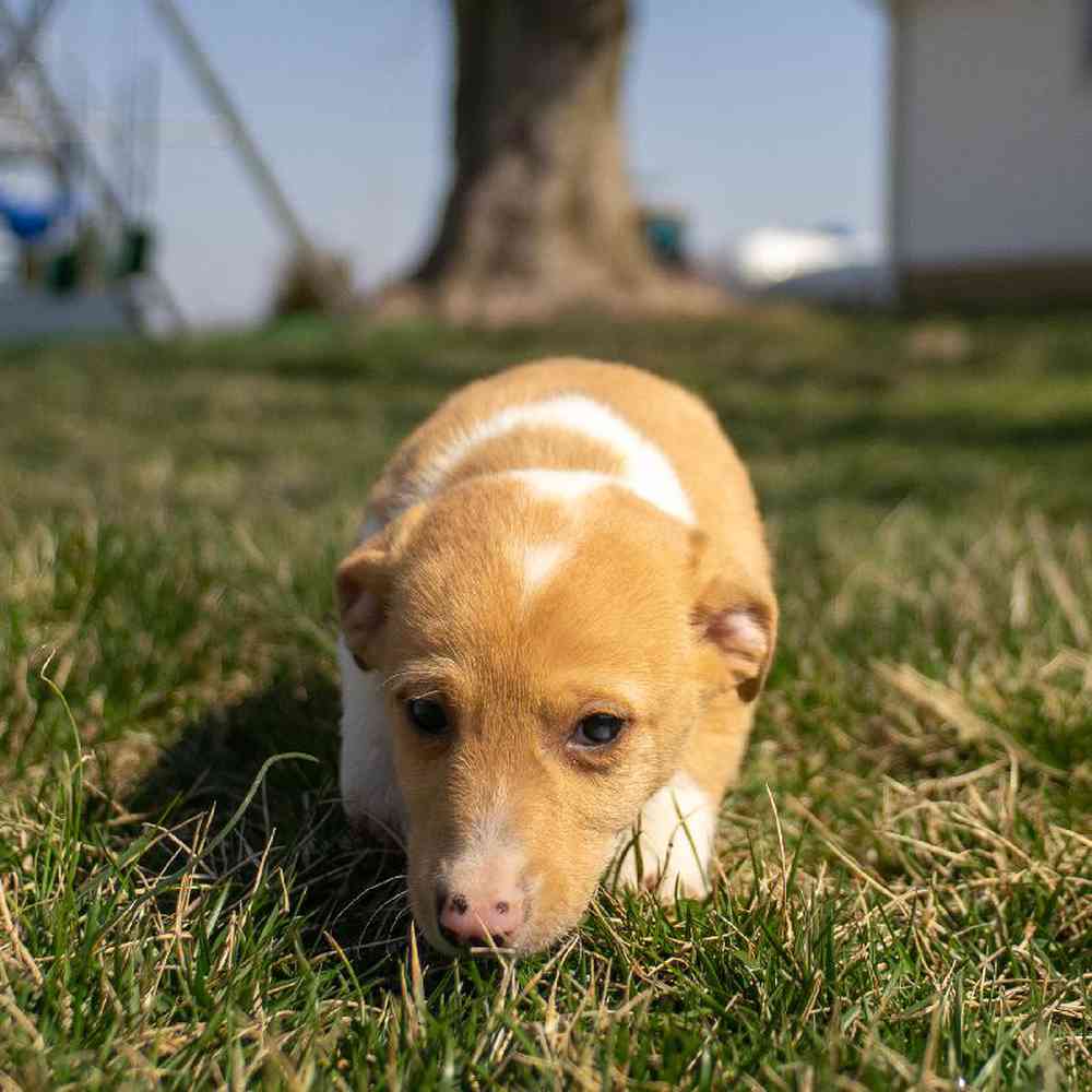 carousel pet images