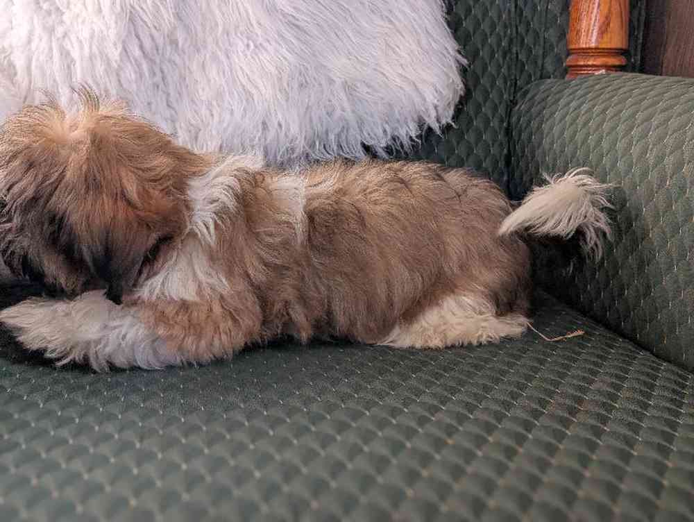 carousel pet images