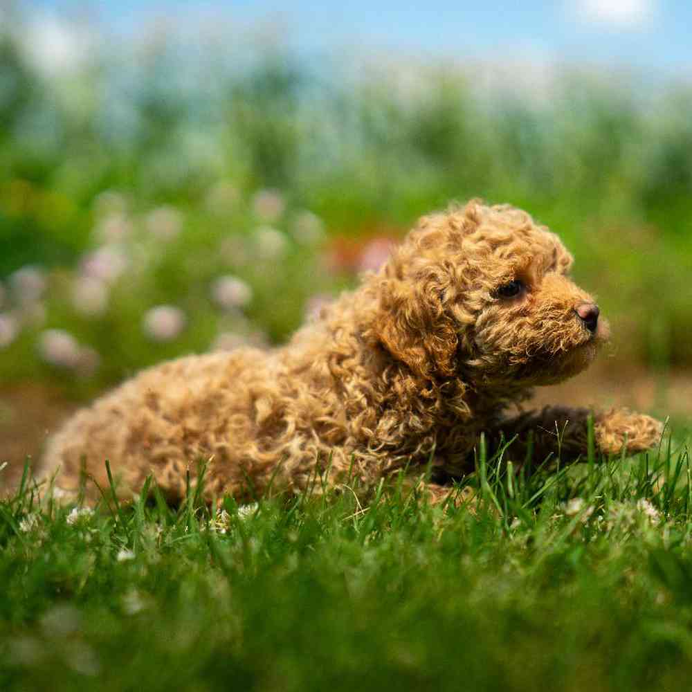 carousel pet images