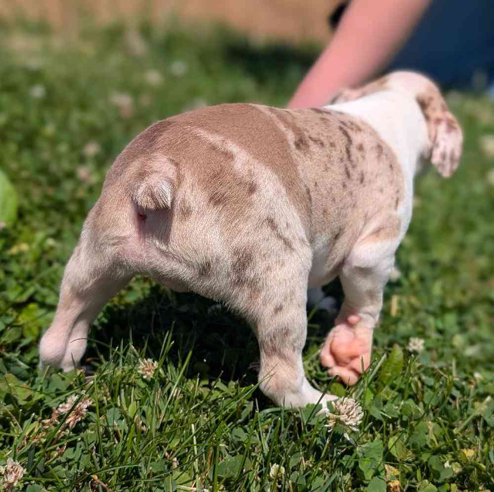 carousel pet images
