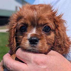 Cavalier King Charles Spaniel