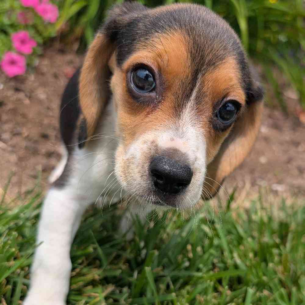 carousel pet images