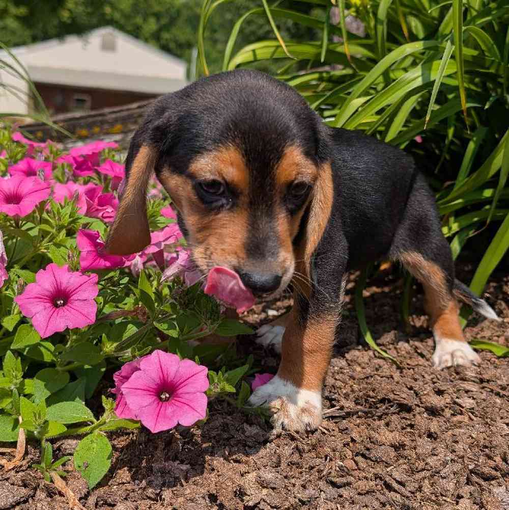 carousel pet images