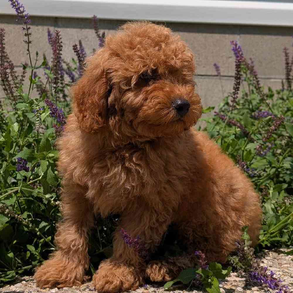 carousel pet images
