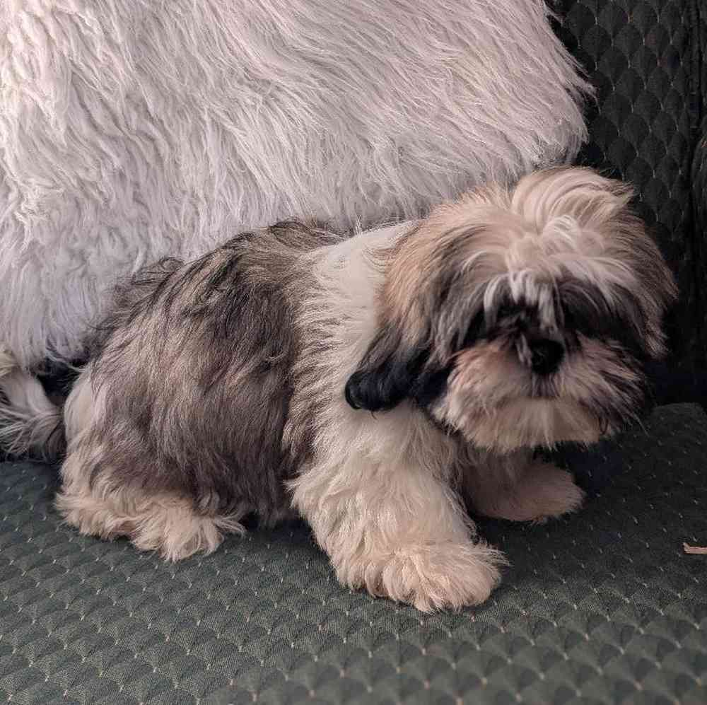 carousel pet images