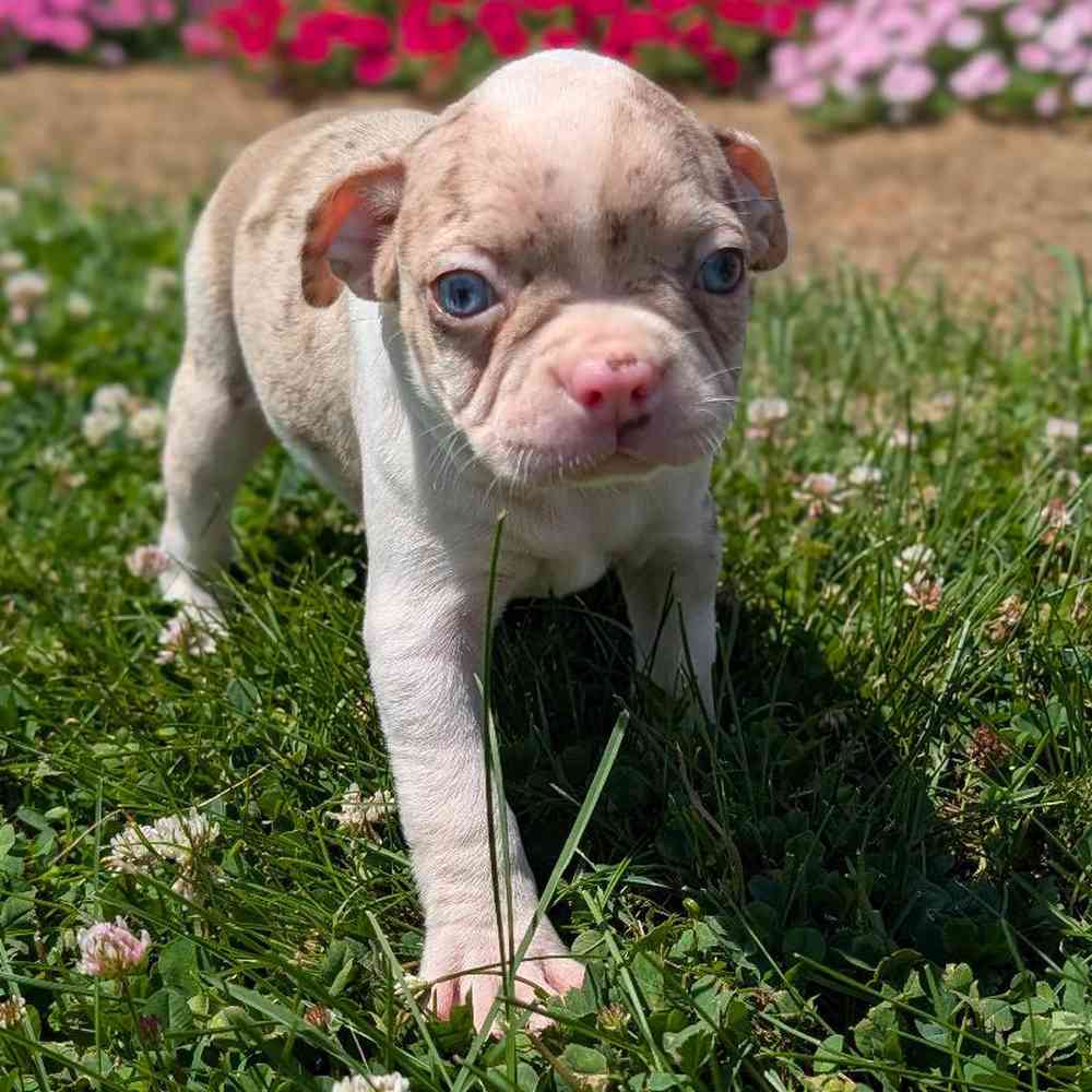 carousel pet images
