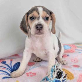Beagle